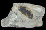 Pennsylvanian Fossil Fern Leaflet - Kentucky #112906-1